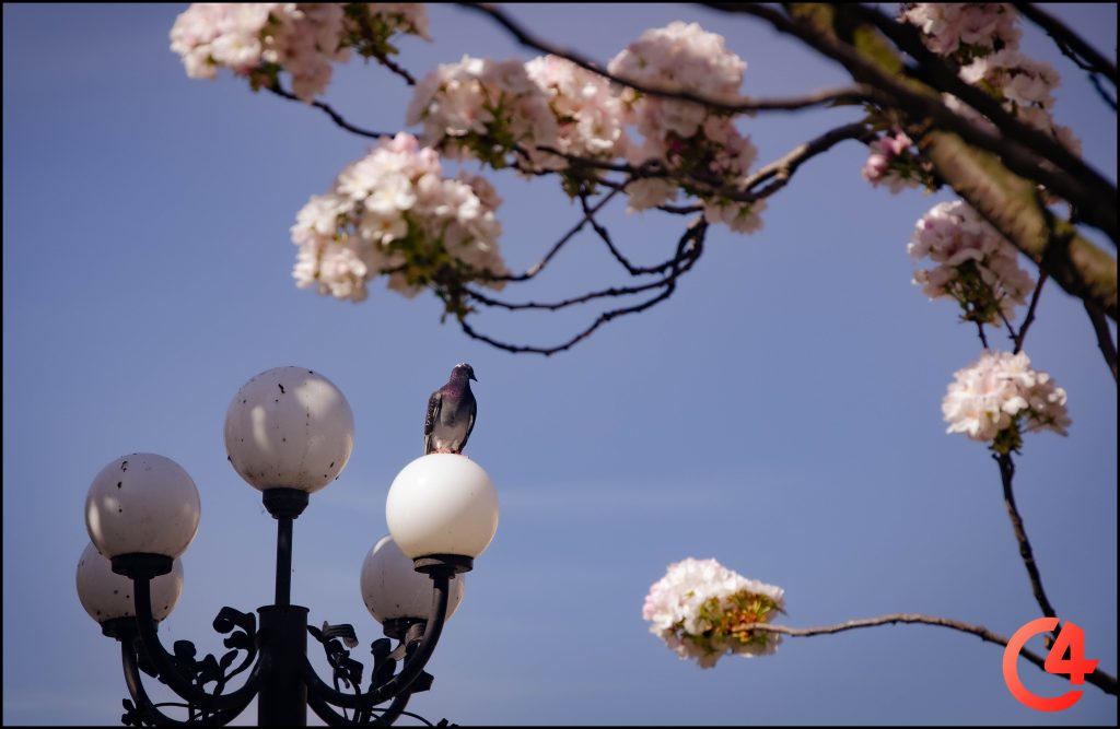 Сакуровий рай: на площі Філармонії в Чернівцях розпустилися японські вишні (фоторепортаж)