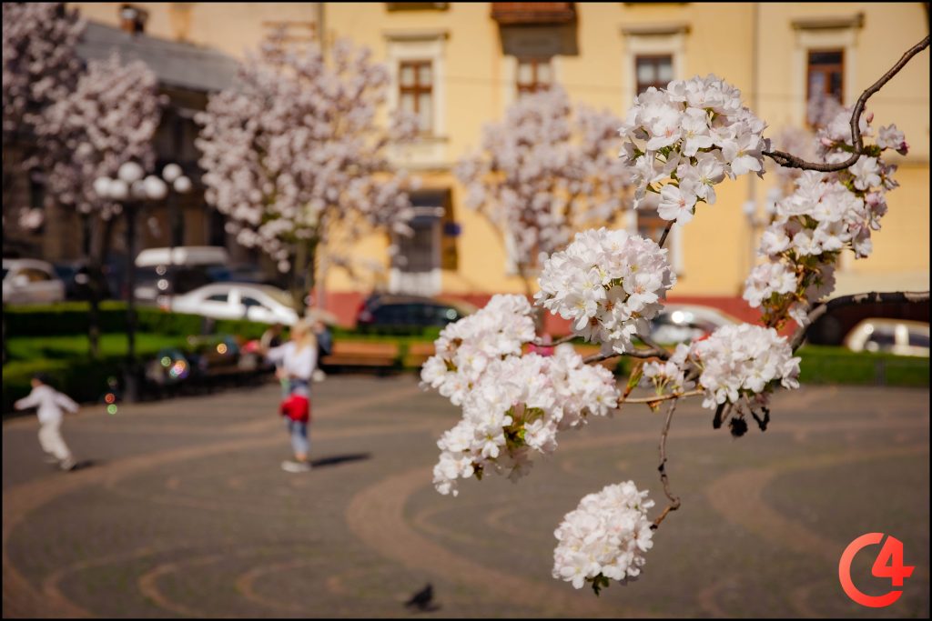 Сакуровий рай: на площі Філармонії в Чернівцях розпустилися японські вишні (фоторепортаж)